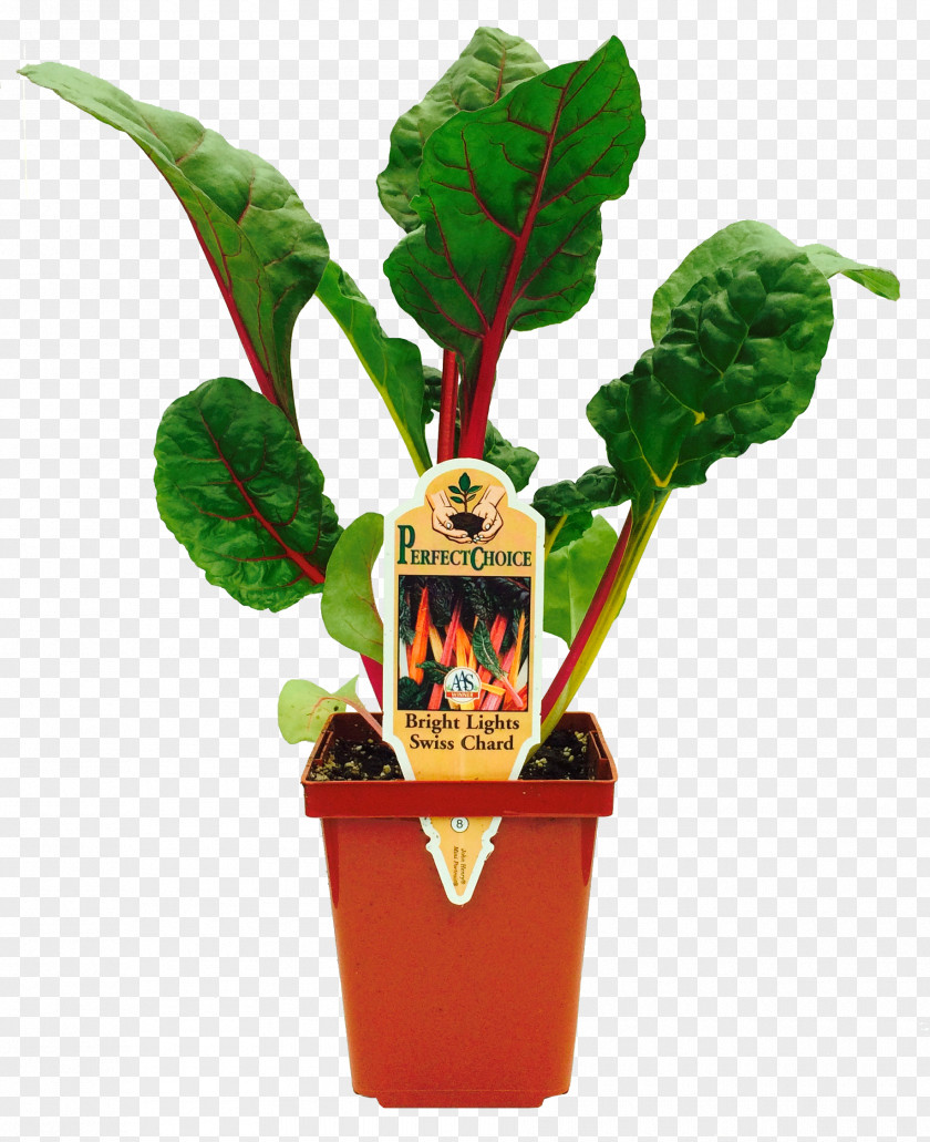 Beefsteak Leaf Vegetable Chard Herb Flowerpot PNG