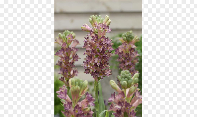 Bulb English Lavender Tuberose Lavandula Dentata Plant PNG