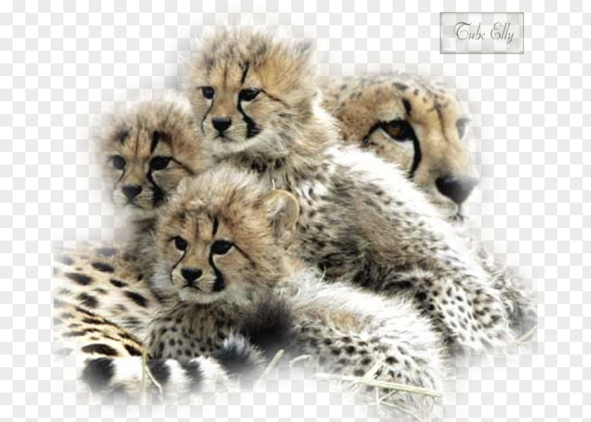 Landscapes De Wildt Cheetah And Wildlife Centre Cat Leopard PNG