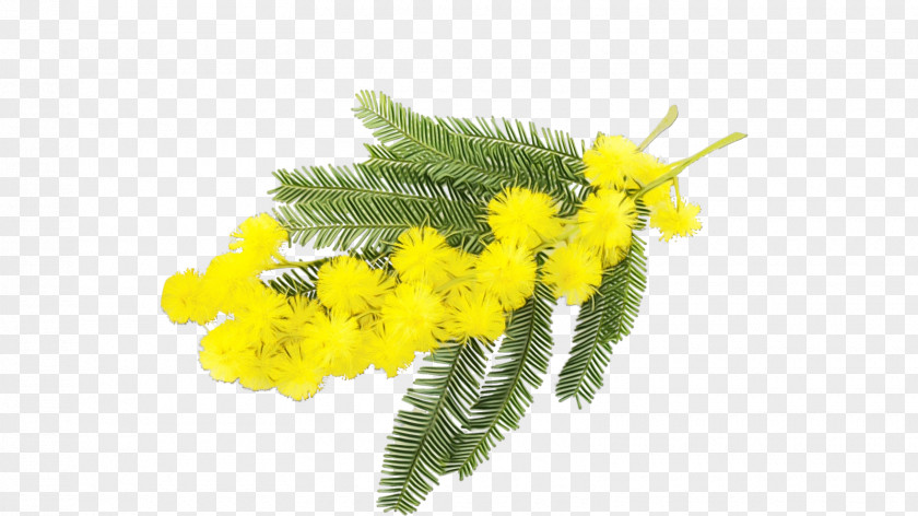 Mimosa Leaf Watercolor Flower Background PNG