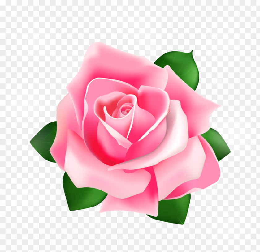 Rose Vector Pink PNG