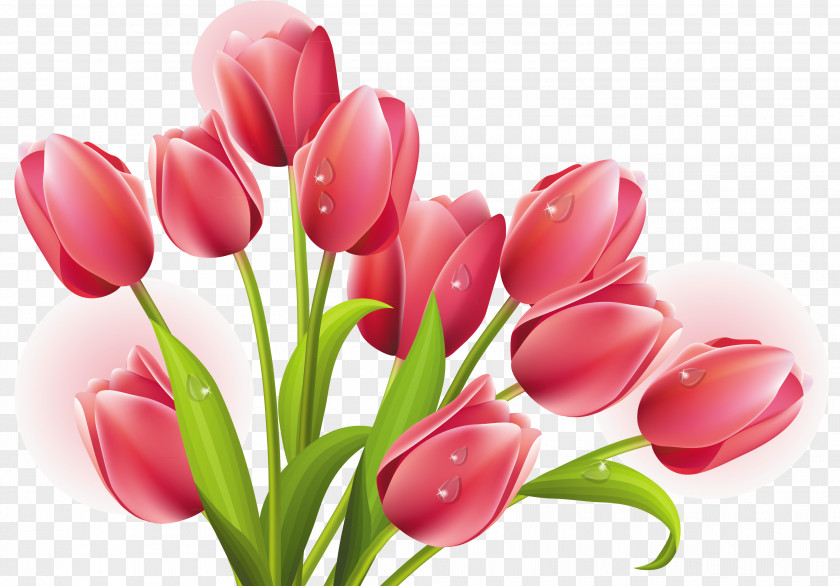 Tulip Mania Arranging Cut Flowers Clip Art PNG