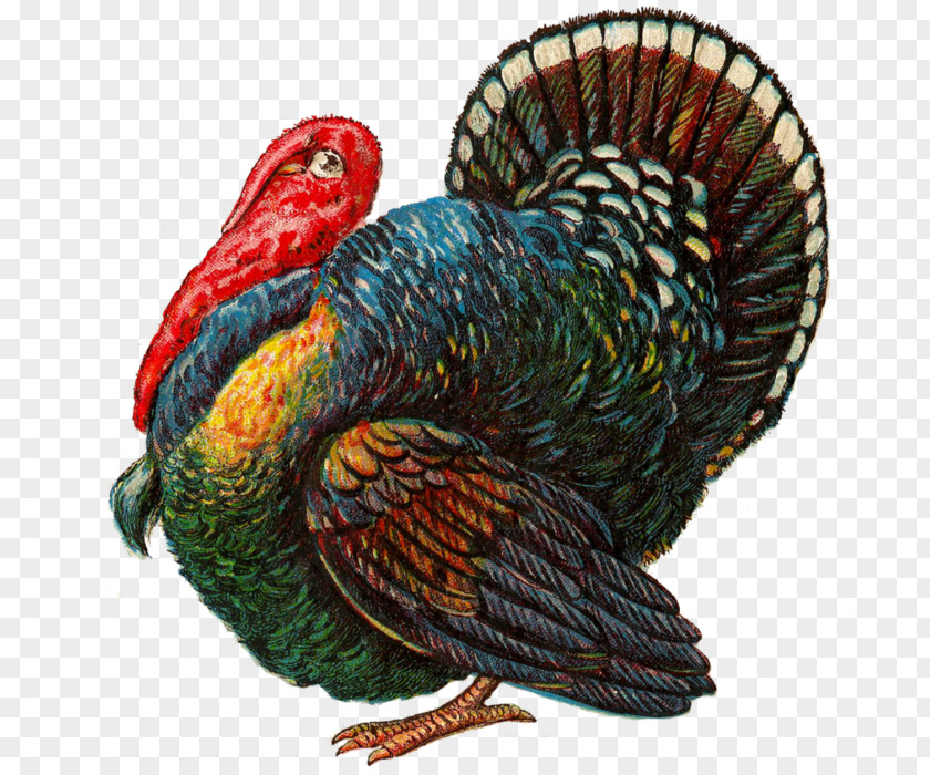 Turkey Bird Meat Thanksgiving Day Clip Art PNG