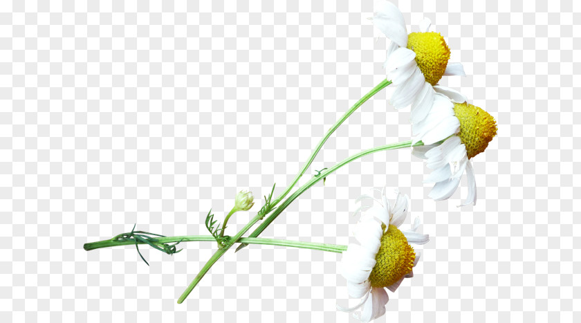 Chrysanthemum Cut Flowers Plant PNG