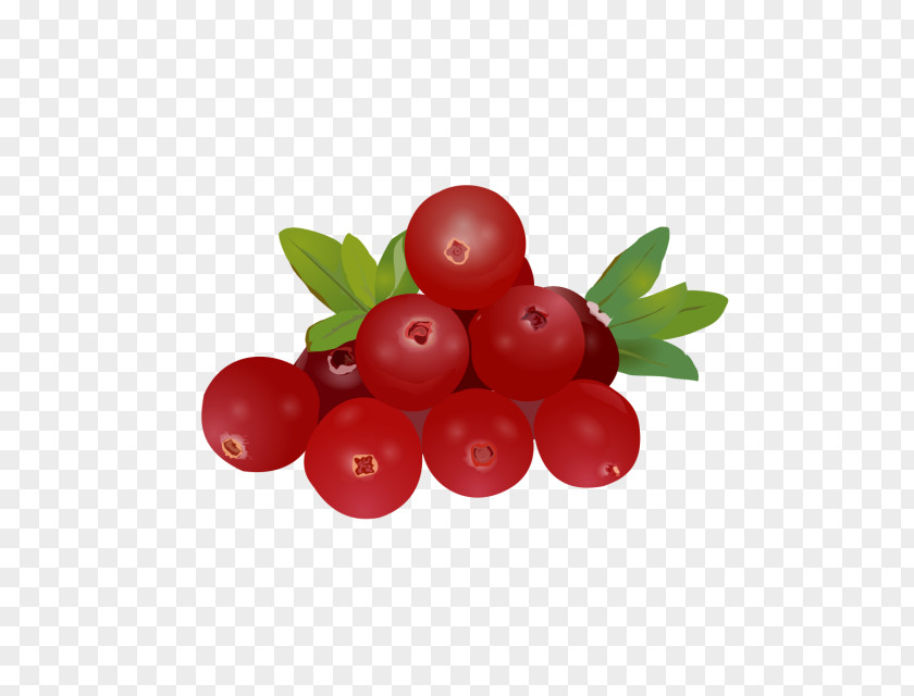 Exquisite Clipart Gooseberry Barbados Cherry Huckleberry Lingonberry Cranberry PNG