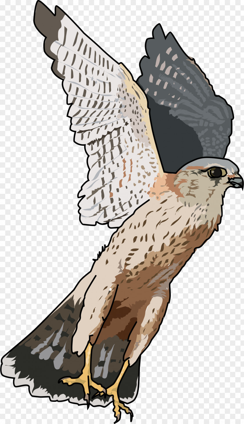 Falcon Transparent Clip Art PNG