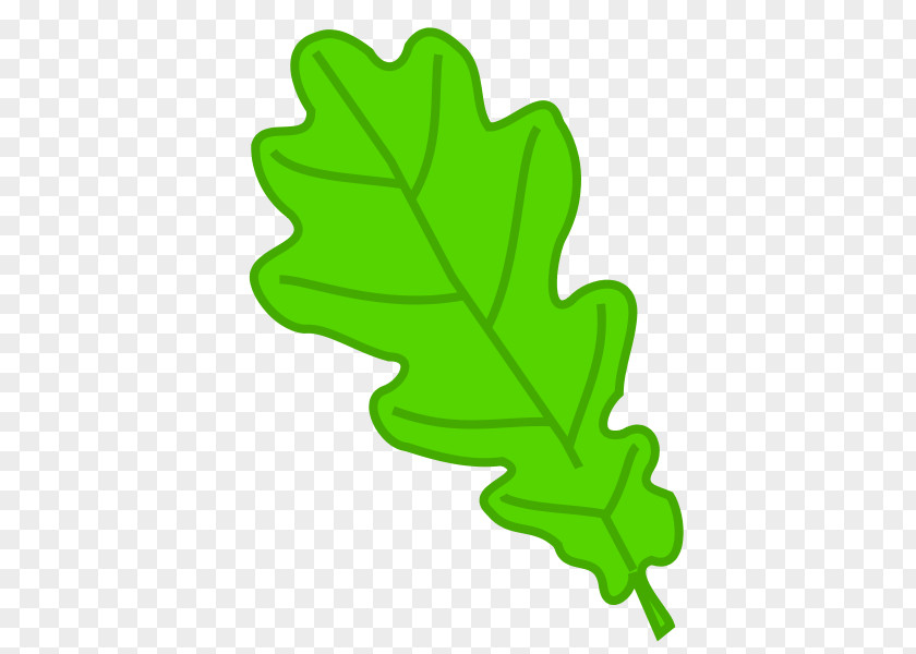 Gland Leaf Oak Drawing Tree Clip Art PNG