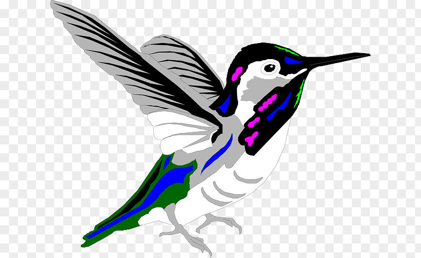 Humming Bird Hummingbird Animation Violetear PNG