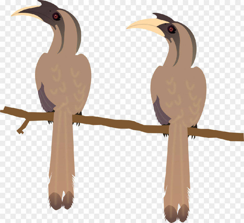 Bird Beak Indian Grey Hornbill Malabar African PNG