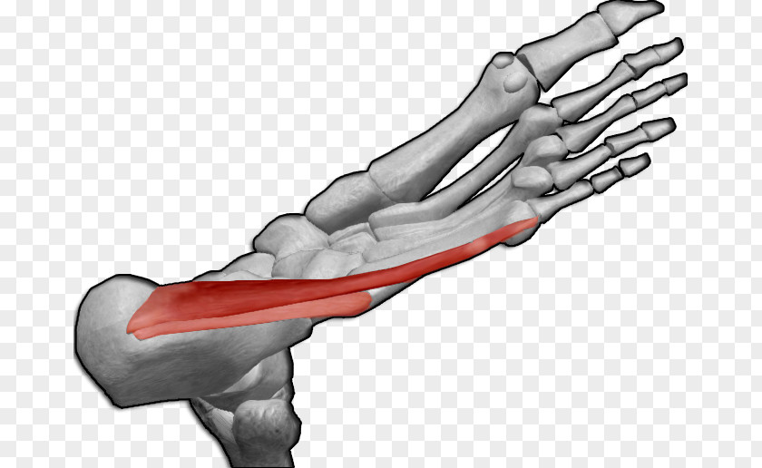 Dedo Thumb Abductor Digiti Minimi Muscle Of Foot Hand Hallucis PNG