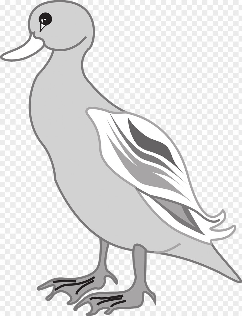 Duck Goose Bird Beak Wing PNG