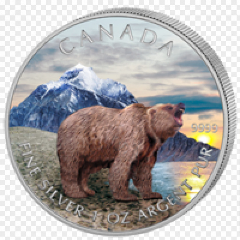 Bear California Grizzly Canada PNG