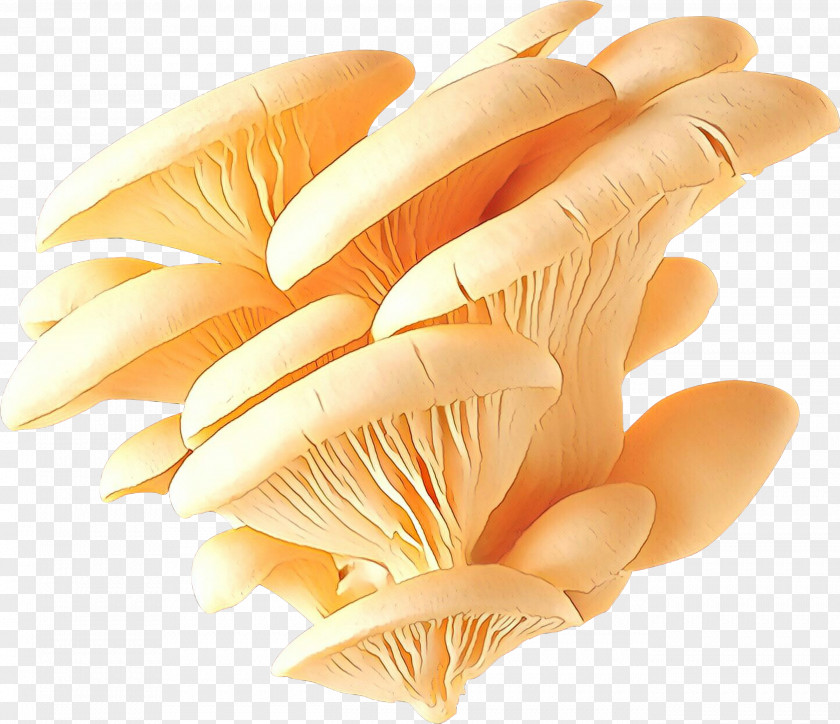 Business Idea Pleurotus Internet Mushroom PNG