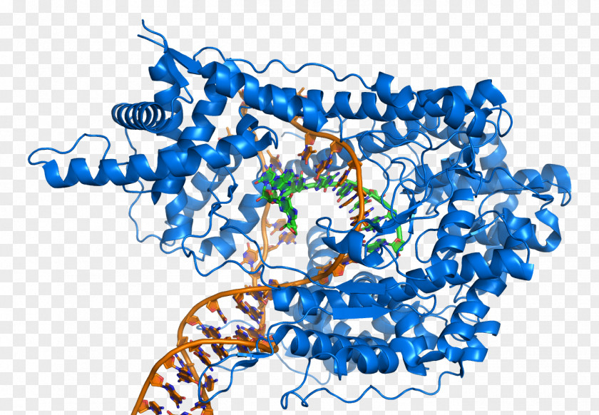 Cartoon Note T7 RNA Polymerase DNA PNG