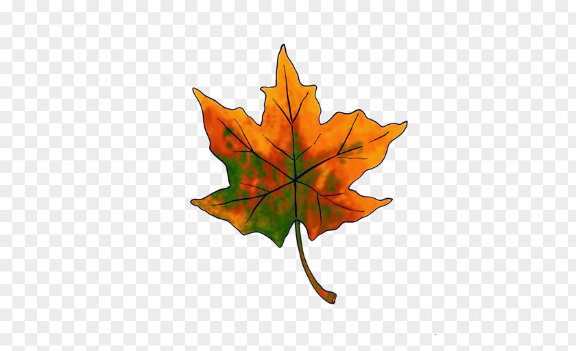 Leaf Maple Deciduous PNG