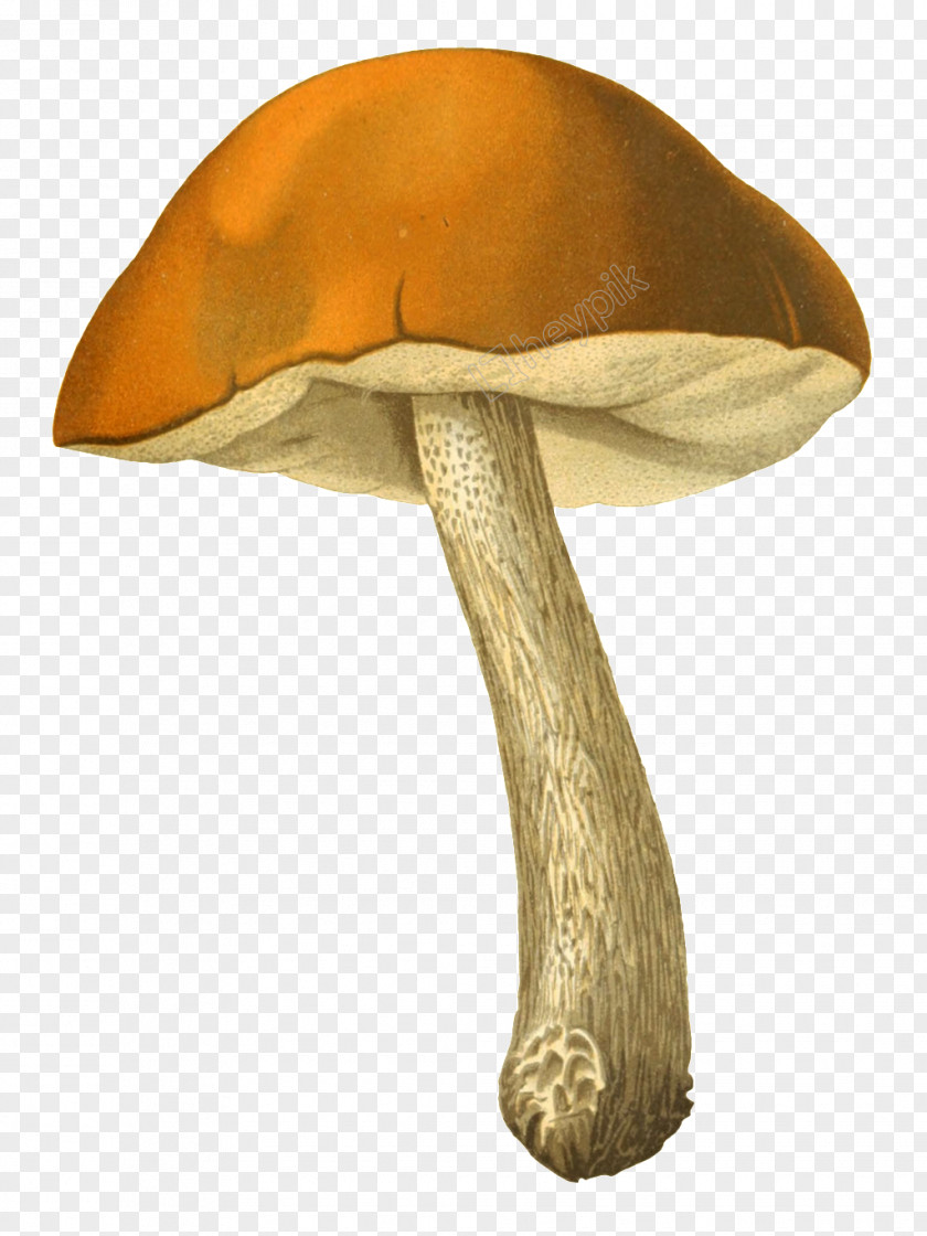 Mushroom Edible Fungus Drawing PNG