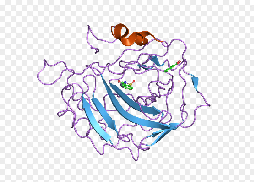 Protein Cartoon CORO1A Coronin Mitochondrial Apoptosis-induced Channel Clip Art PNG