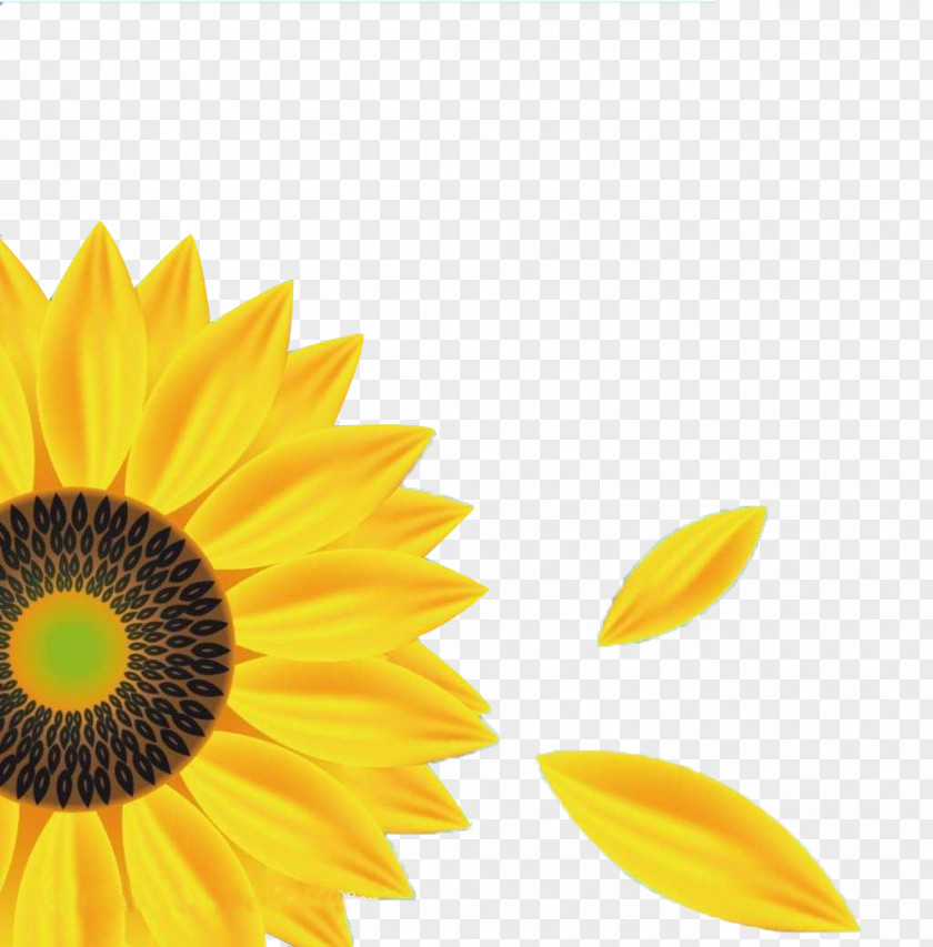 Sunflower Illustration Beautiful Color Psychology PNG