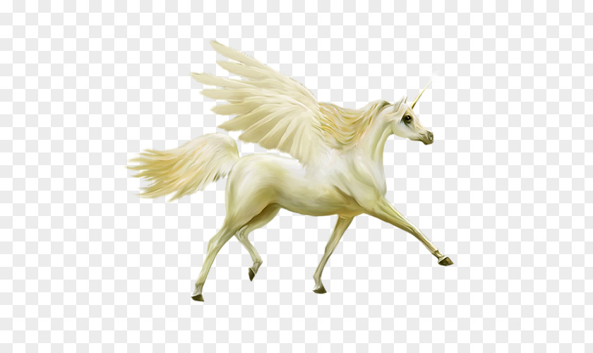 White Pegasus Howrse Unicorn Horse PNG