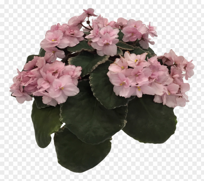 African Violet Hydrangea Flowerpot Houseplant Pink M Shrub PNG