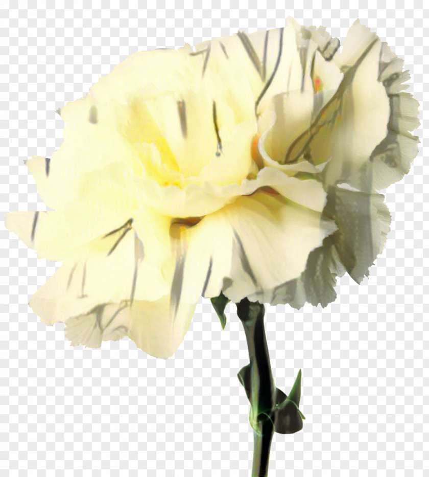 Carnation Alsmeer Flower Distributors Cut Flowers Birth PNG