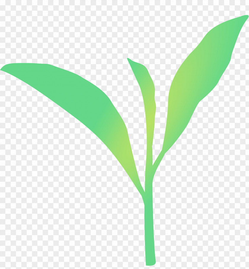 Leaf Green Plant Flower Stem PNG