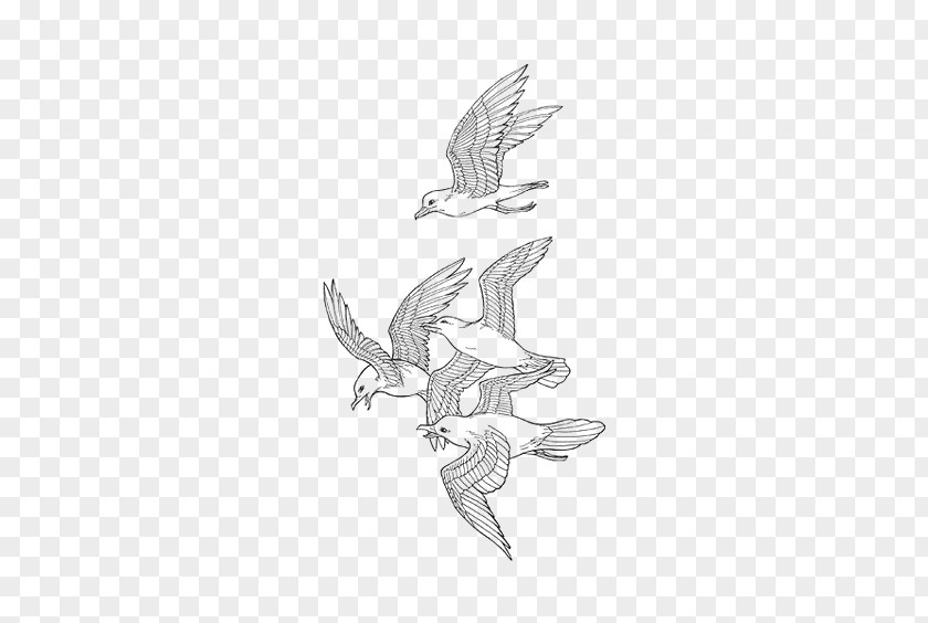 Pigeon Drawing Bird Sketch PNG