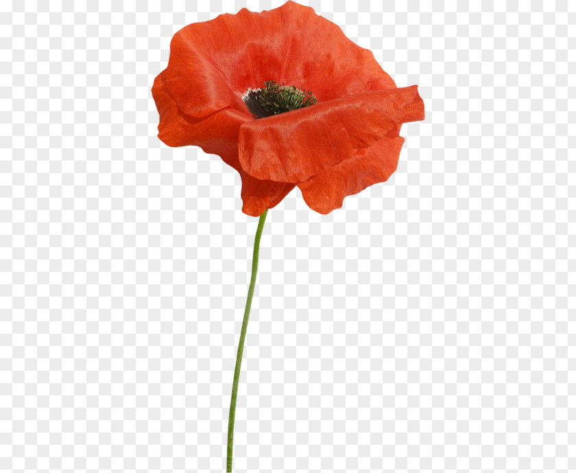 мак Poppy Cut Flowers Clip Art PNG