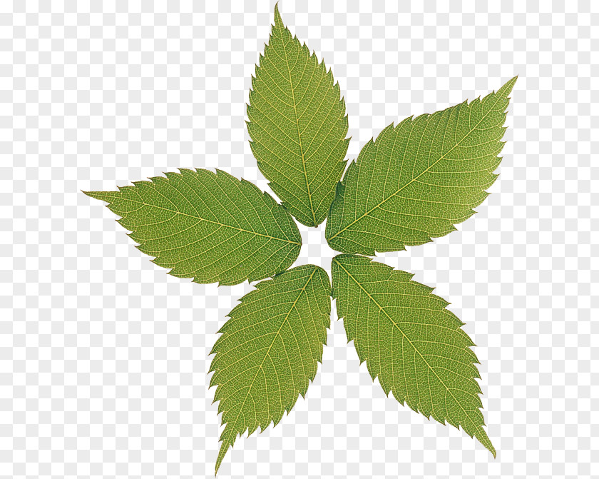 Tree Plant Leaf Elm Family PNG