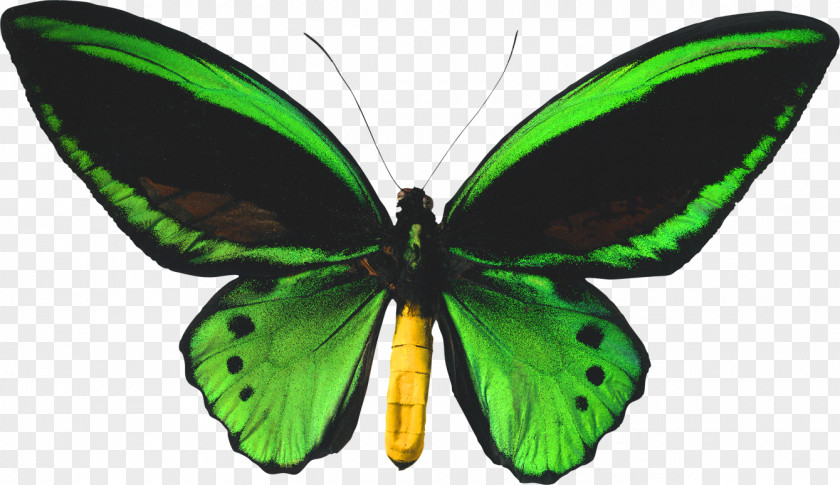 Butterfly Biak Ornithoptera Priamus Birdwing Goliath PNG