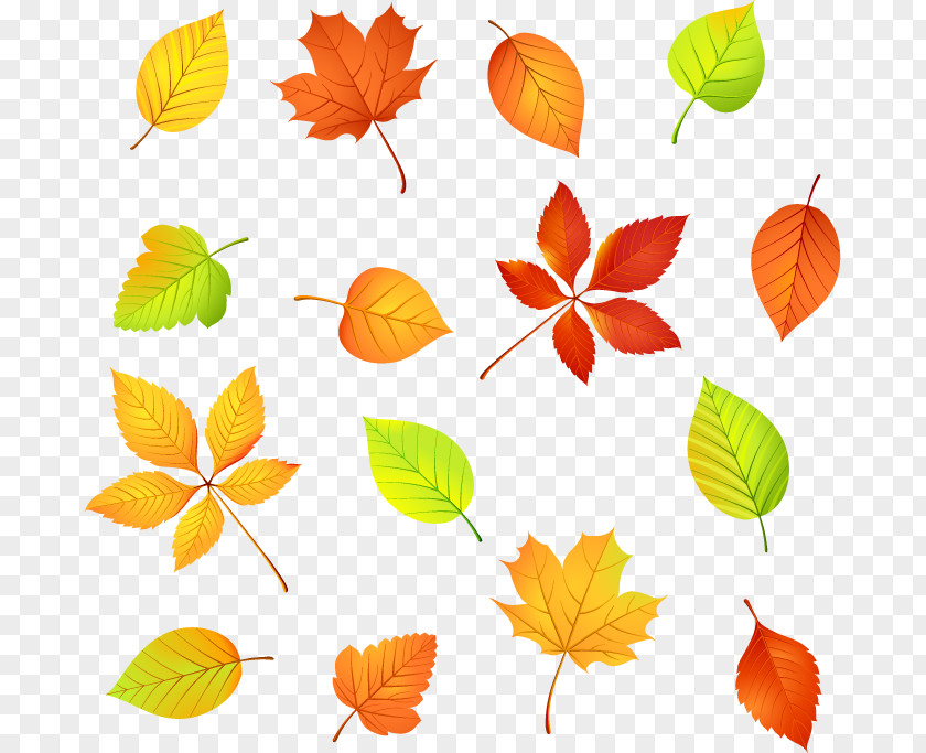 Deciduous Vector Graphics Clip Art Illustration Image PNG