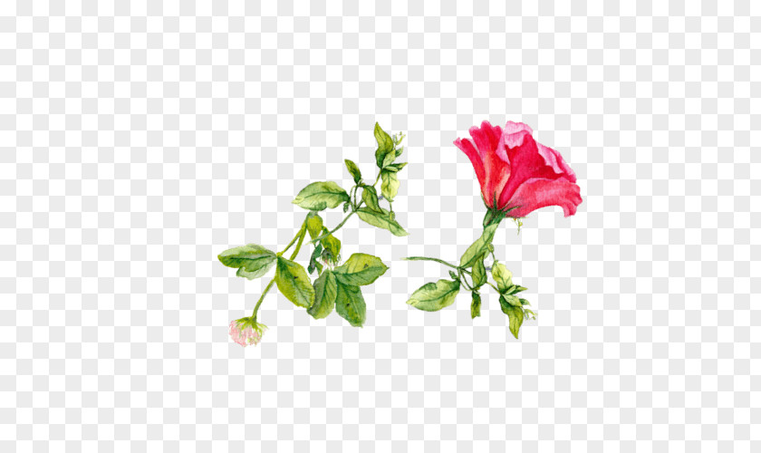 Die Lilienreihe 2 Nacht Der Lilie Garden Roses Cabbage Rose Herbaceous Plant Bird Annual PNG