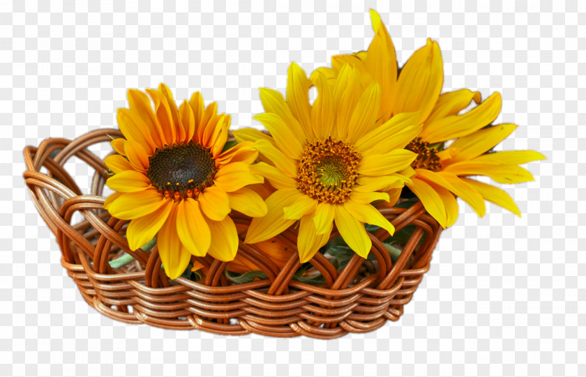 Basket Sunflowers Common Sunflower Euclidean Vector PNG