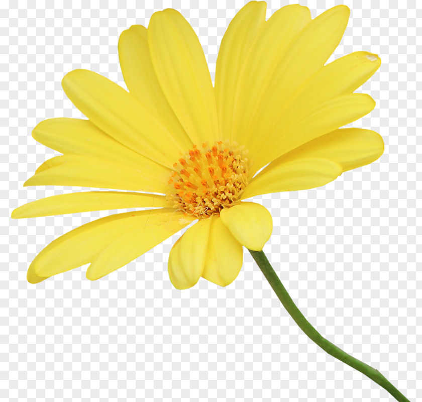 Chrysanthemum Common Daisy Family Oxeye Cut Flowers PNG