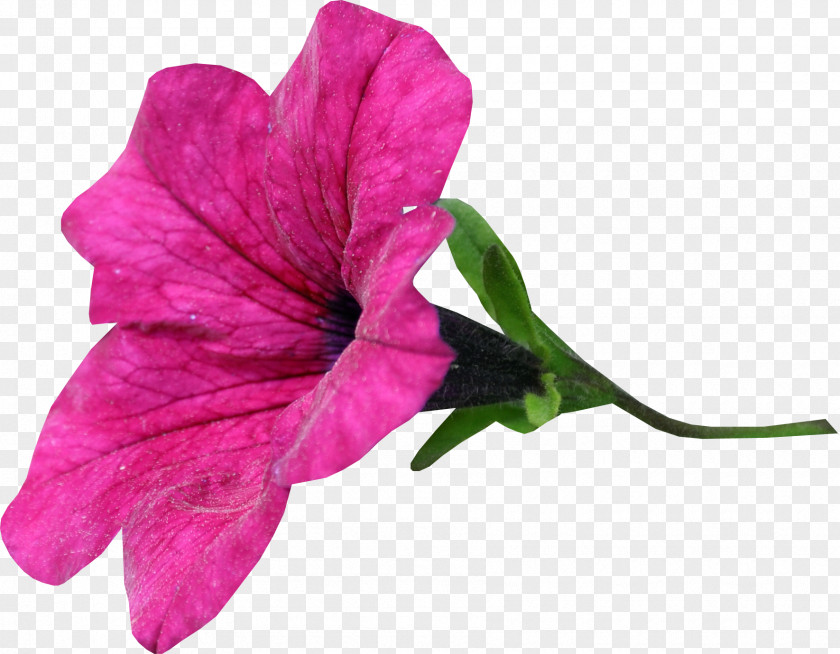 Gladiolus Flower Blossom Seed Annual Plant Color PNG