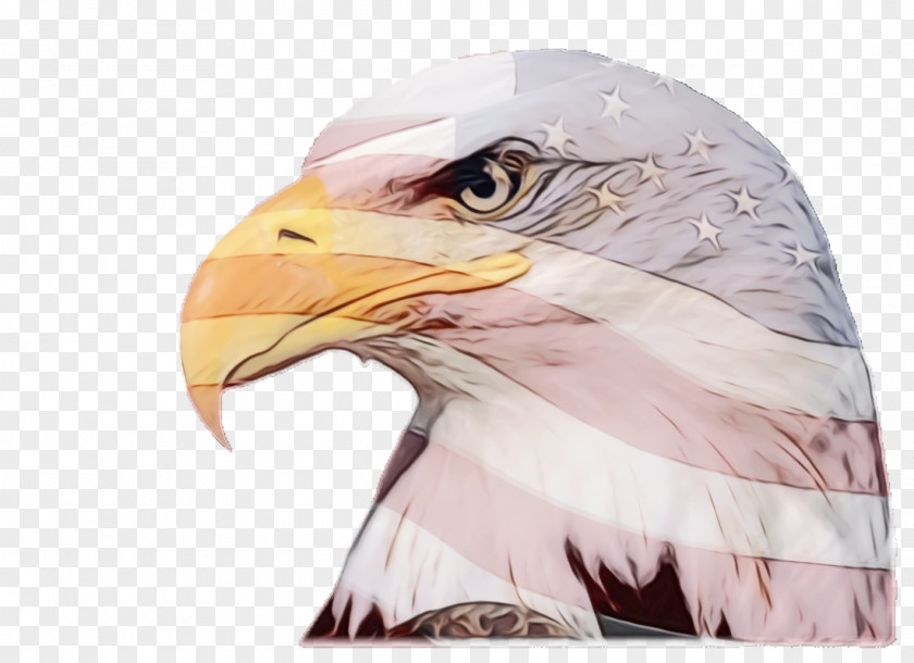 Golden Eagle Wildlife Fourth Of July Background PNG