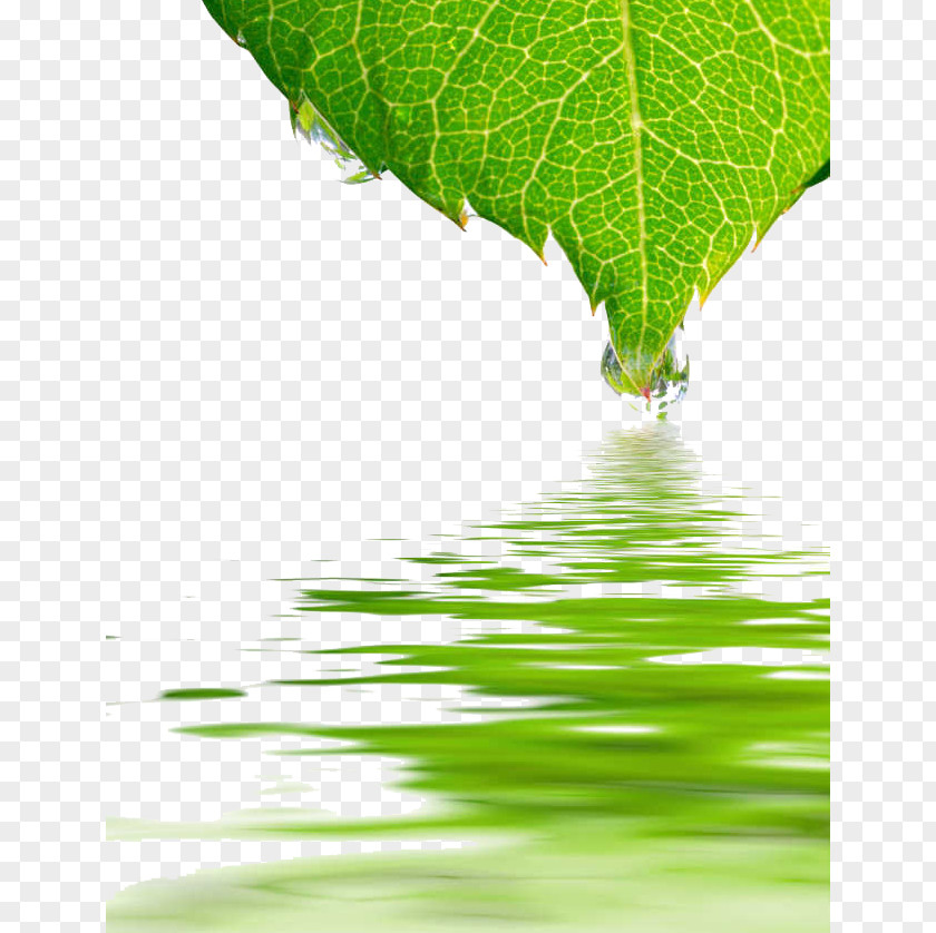 Green Leaf Water Ripples U5176u5be6u6211u5011u90fdu53d7u50b7u4e86 Drop Rose Reflection PNG