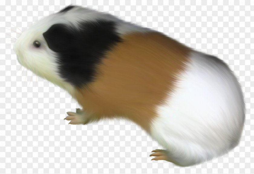 Guineapig Pennant Guinea Pig Rodent Clip Art Animal PNG