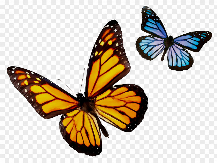 Monarch Butterfly Illustration Stock Photography Butterflies Image PNG