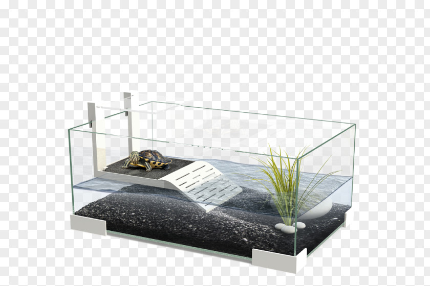 Baltimore Aquarium Turtle Reptile Terrarium Terrapin PNG