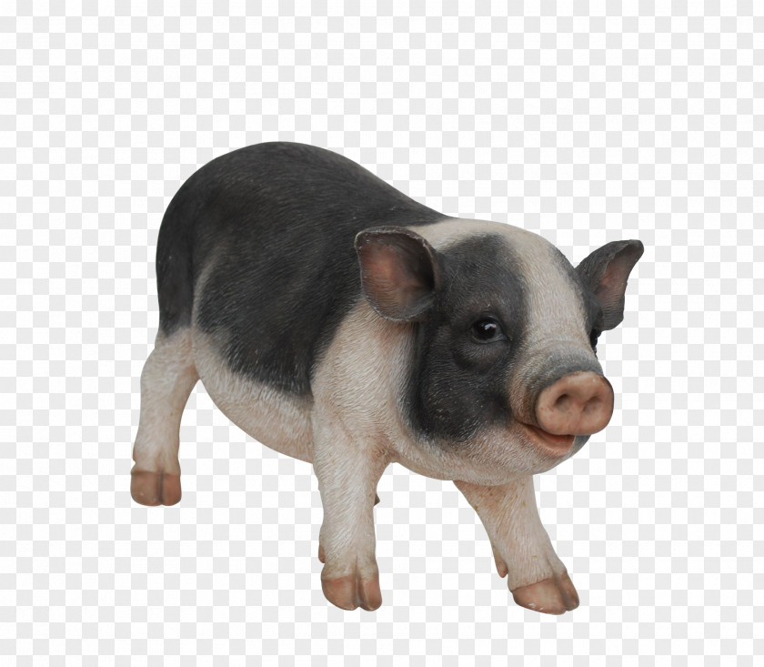 Pig Domestic Snout PNG