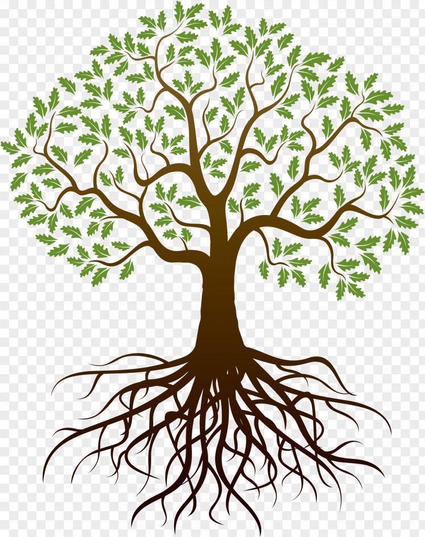 Reunion Drawing Tree Root PNG