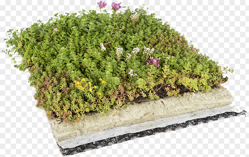 Sedum Morganianum Flowerpot Green Roof Garden Stonecrop PNG