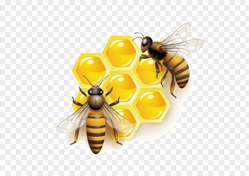 Vector Bee Honey Clip Art PNG