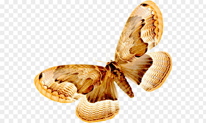 Butterfly Insect Pollinator Eye Commodity PNG