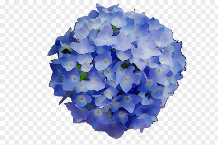 Hydrangeaceae Petal Cut Flowers PNG