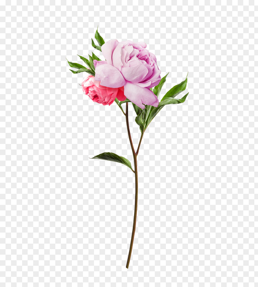 Pink Bouquet Flower Jurlique Taobao Toner PNG