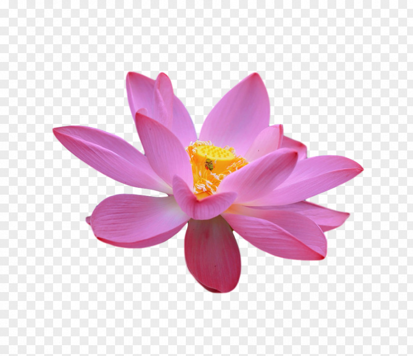 Sacred Lotus Lotus-m PNG