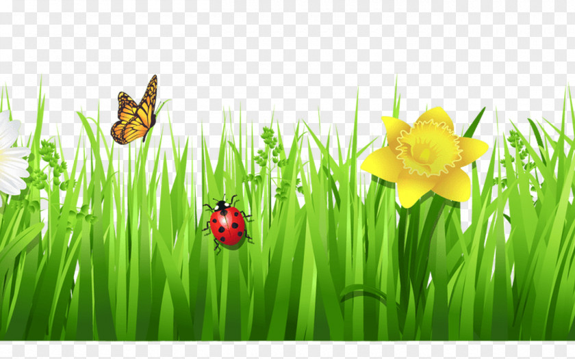 Spring Border Desktop Wallpaper Grasses Flower Clip Art PNG