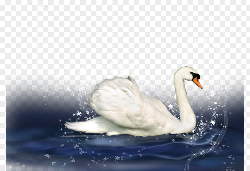 Cartoon Swan Mute Duck PNG